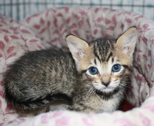 [picture of Shelby, a Domestic Short Hair brown tabby cat]