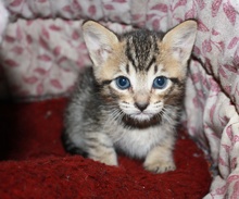 [picture of Shelby, a Domestic Short Hair brown tabby\ cat] 