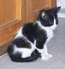 [another picture of Max, a Domestic Short Hair black/white\ cat] 