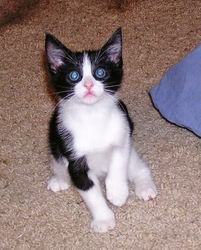 [picture of Max, a Domestic Short Hair black/white cat]