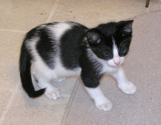 [picture of Max, a Domestic Short Hair black/white cat]