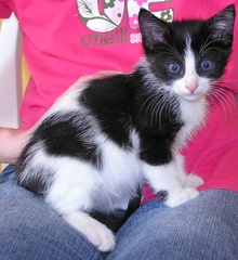 [picture of Max, a Domestic Short Hair black/white\ cat] 