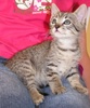 A picture of #NS03947: Louie a Domestic Short Hair tabby