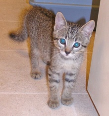 [another picture of Louie, a Domestic Short Hair tabby\ cat] 