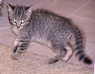 domestic short haired tabby cat