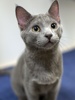 A picture of #NS03948: Misty a Domestic Short Hair gray