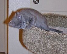 [picture of Misty, a Domestic Short Hair gray cat]