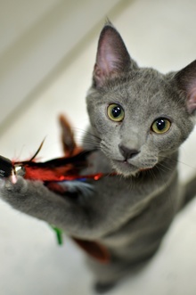 [another picture of Misty, a Domestic Short Hair gray\ cat] 