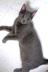 [picture of Misty, a Domestic Short Hair gray cat]