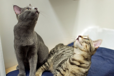 [picture of Misty, a Domestic Short Hair gray cat]