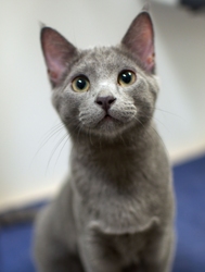 [picture of Misty, a Domestic Short Hair gray cat]