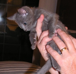 [picture of Misty, a Domestic Short Hair gray cat]
