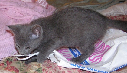 [picture of Misty, a Domestic Short Hair gray cat]