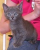 [picture of Misty, a Domestic Short Hair gray cat]