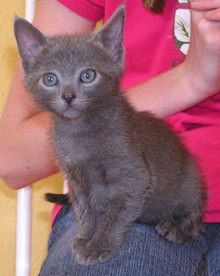 [picture of Misty, a Domestic Short Hair gray\ cat] 
