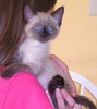 A picture of #NS03949: Katie Beth a Siamese/Domestic Short Hair-x sealpoint