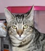 A picture of #NS03950: Tabitha a Domestic Short Hair tabby