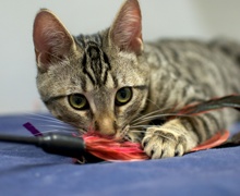 [picture of Tabitha, a Domestic Short Hair tabby cat]