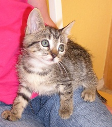 [picture of Tabitha, a Domestic Short Hair tabby cat]