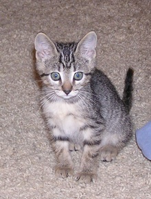 [picture of Tabitha, a Domestic Short Hair tabby cat]