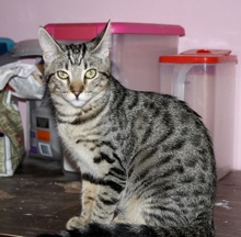 [picture of Tabitha, a Domestic Short Hair tabby\ cat] 