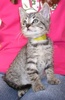 A picture of #NS03951: Mortimer a Domestic Short Hair tabby