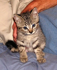 [another picture of Mortimer, a Domestic Short Hair tabby\ cat] 