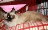 A picture of #NS03952: Mickey a Siamese/Domestic Short Hair-x sealpoint