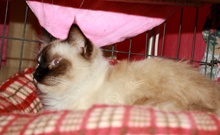 [another picture of Mickey, a Siamese/Domestic Short Hair-x sealpoint\ cat] 
