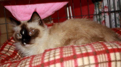 [picture of Mickey, a Siamese/Domestic Short Hair-x sealpoint cat]