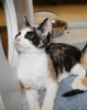 A picture of #NS03956: Joy a Domestic Short Hair calico