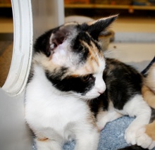 [another picture of Joy, a Domestic Short Hair calico\ cat] 