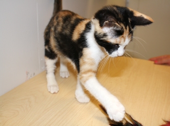 [picture of Joy, a Domestic Short Hair calico cat]