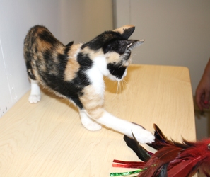 [picture of Joy, a Domestic Short Hair calico cat]