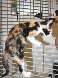 [picture of Joy, a Domestic Short Hair calico cat]