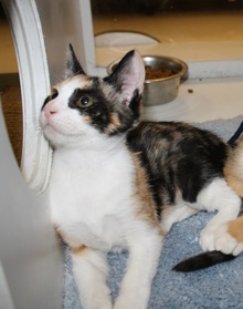 [picture of Joy, a Domestic Short Hair calico\ cat] 