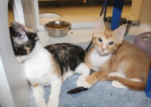 [another picture of Joey, a Domestic Short Hair orange/white\ cat] 