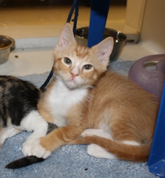 [picture of Joey, a Domestic Short Hair orange/white cat]