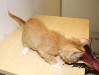 [picture of Joey, a Domestic Short Hair orange/white cat]