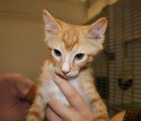 [picture of Joey, a Domestic Short Hair orange/white cat]