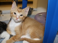 A picture of #NS03957: Joey a Domestic Short Hair orange/white