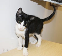 [another picture of Jimmy, a Domestic Short Hair black/white\ cat] 
