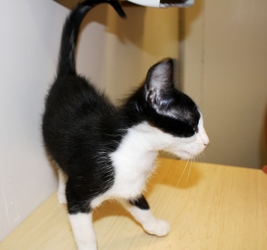 [picture of Jimmy, a Domestic Short Hair black/white cat]