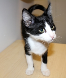 [picture of Jimmy, a Domestic Short Hair black/white cat]
