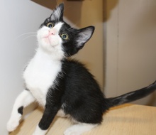 A picture of #NS03958: Jimmy a Domestic Short Hair black/white