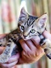 A picture of #NS03959: Mr. Henry a Domestic Short Hair classic tabby