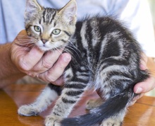 [another picture of Mr. Henry, a Domestic Short Hair classic tabby\ cat] 