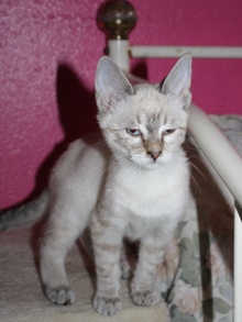 [another picture of Austin, a Siamese/Domestic Short Hair-x lynx point\ cat] 