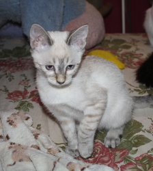 [picture of Austin, a Siamese/Domestic Short Hair-x lynx point cat]