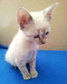 [picture of Austin, a Siamese/Domestic Short Hair-x lynx point cat]
